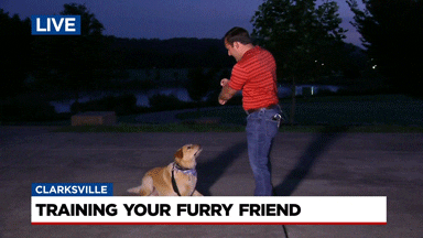 News4 GIF by WSMV News 4, Nashville