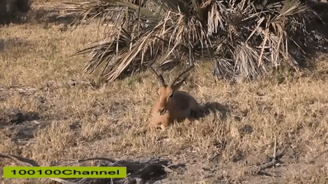 giphy.gif