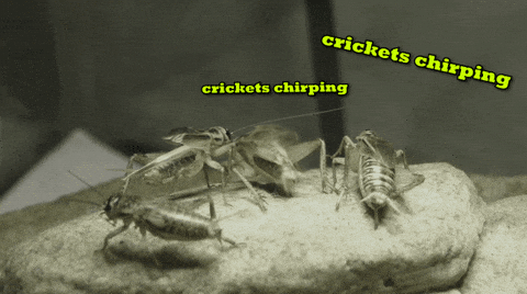 Image result for crickets chirping gif