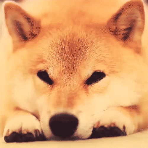 Doge Meme GIFs Get the best GIF on GIPHY