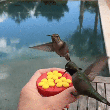 Image result for gifs of hummingbirds drinking nectar