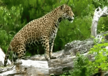 Jaguar GIFs - Find & Share on GIPHY