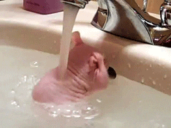 Shower GIF - Find & Share on GIPHY