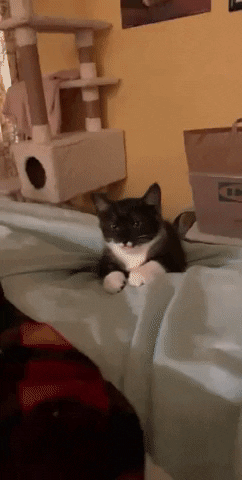 Cutest gif of the day in cat gifs