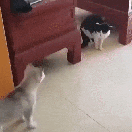 What a dramatic puppy in cat gifs