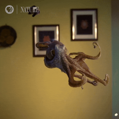 Nature on PBS GIF
