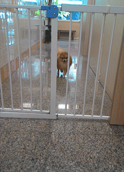 tiny Pomeranian fitting through the slats of a puppy gate