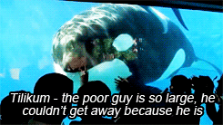 Killer Whale GIF - Find & Share on GIPHY