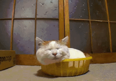 Ultimate balance in cat gifs