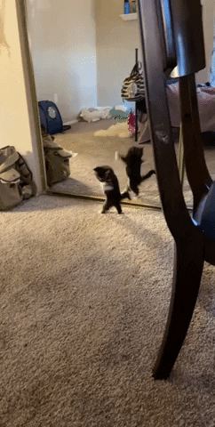 Showing skills to mirror boi in cat gifs