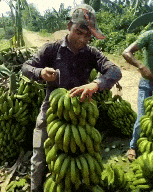 The banana cutting in satisfying gifs