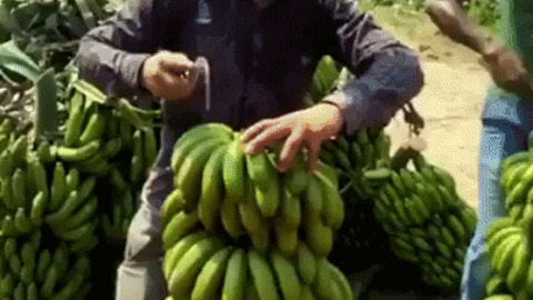 The banana cutting