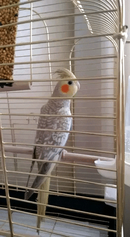 giphy.gif