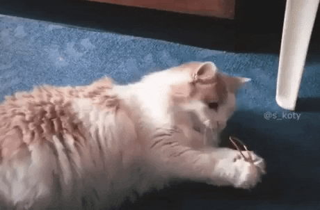 Not gonna play with rubber band again in cat gifs