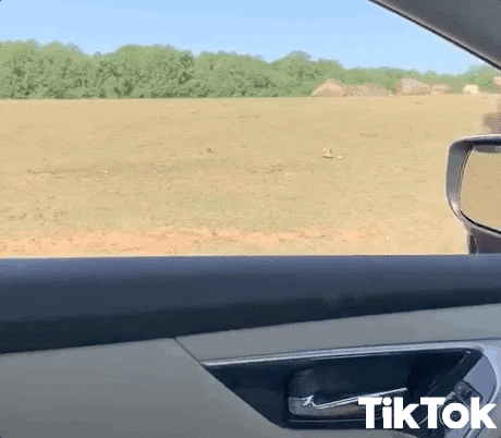 giphy.gif?cid=ecf05e47x9cy7o6yteo1ct2yx43ahapdnbabawtp4ix9ff7c&rid=giphy.gif&ct=g