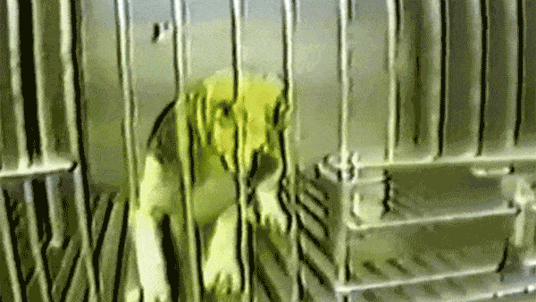 GIF of puppy struggling to walk in a cage