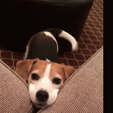 Beagle perrito rastreador 