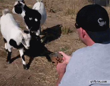 Scared Goat GIF - Find & Share on GIPHY