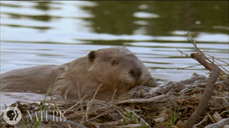 A beaver pushing mud up against a dam.