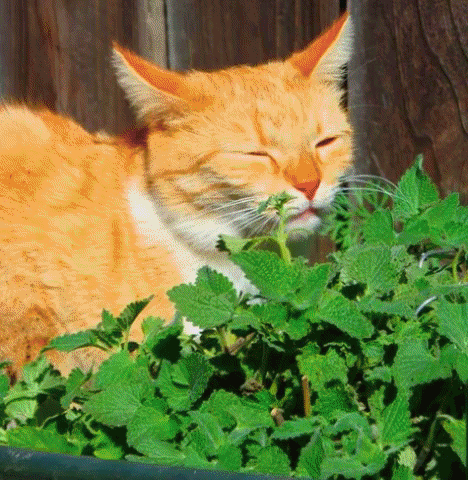 Animated GIF - Find & Share on GIPHY