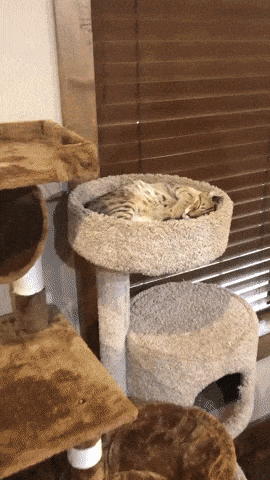 giphy-downsized-large.gif