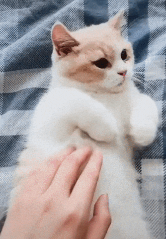 Catto want money in cat gifs