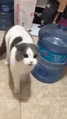 Cat mode activated in cat gifs
