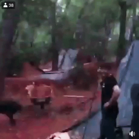 Action dog in funny gifs