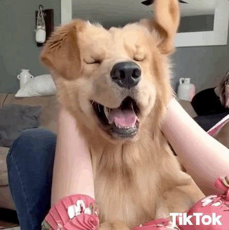 Dog Petting