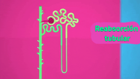 Reabsorción Tubular GIF - Find & Share on GIPHY