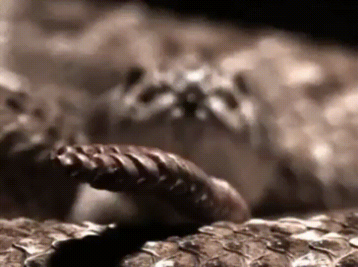 Rattlesnake GIFs Find & Share on GIPHY