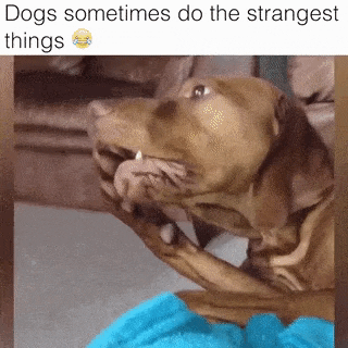 Dogs are strange sometimes in dog gifs