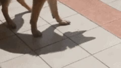 Doggo Vs shadow