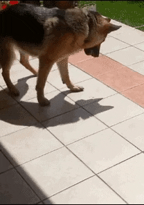 Doggo Vs shadow in dog gifs