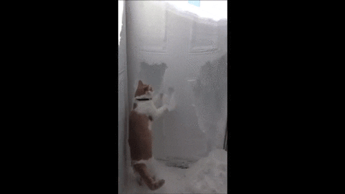 Kot wydrapuje śnieg
