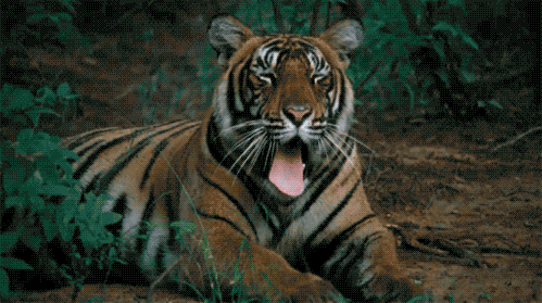 tiger yawn