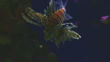 Life Sciences Fish GIF