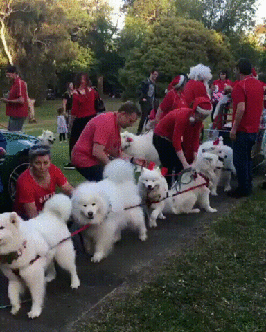 https://media.giphy.com/media/RBK02fAOQvFfO/giphy.gif