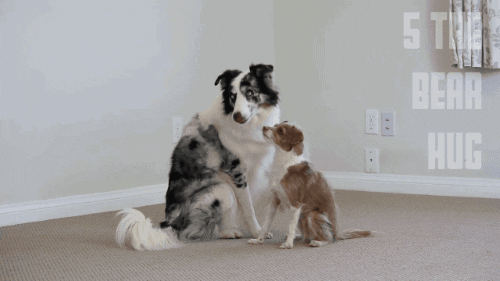 Valentines Day Dog GIF - Find & Share on GIPHY