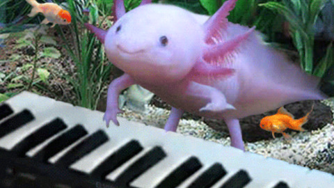 Axolotl GIFs - Find & Share on GIPHY