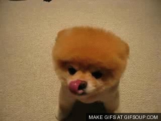 cute dog