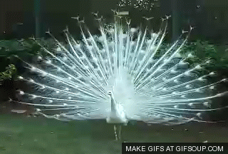 Peacock GIF - Find & Share on GIPHY