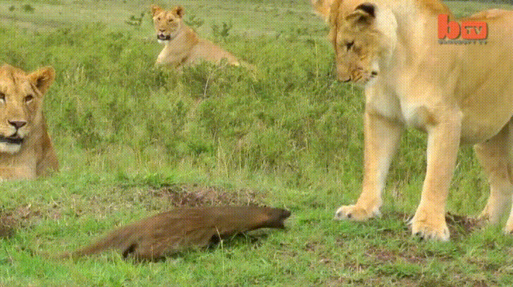 Lions Bunch GIF