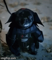 Star Wars Dog GIF