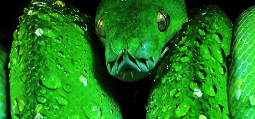 green screen snake gif