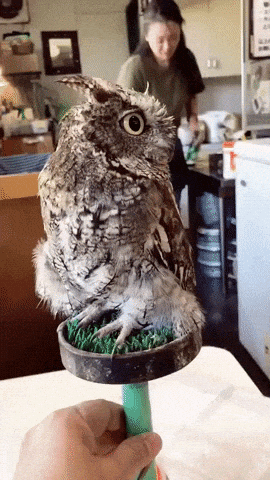 Owl looking at something in wow gifs
