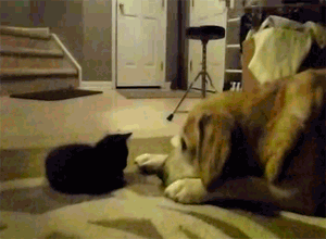 Dog Kitten GIF - Find & Share on GIPHY