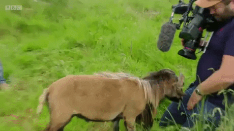 Goat Vs Cameraman in funny gifs