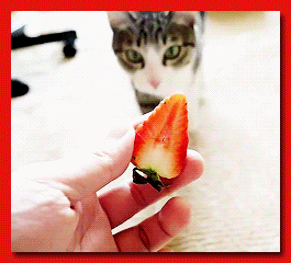 Cat Tasting a Strawberry Cute Adorable
