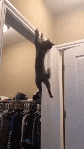 Mission impossible deleted scene in cat gifs